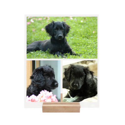 Tisk fotek na sklo, originální dárek pro každou příležitost - fotokoláž